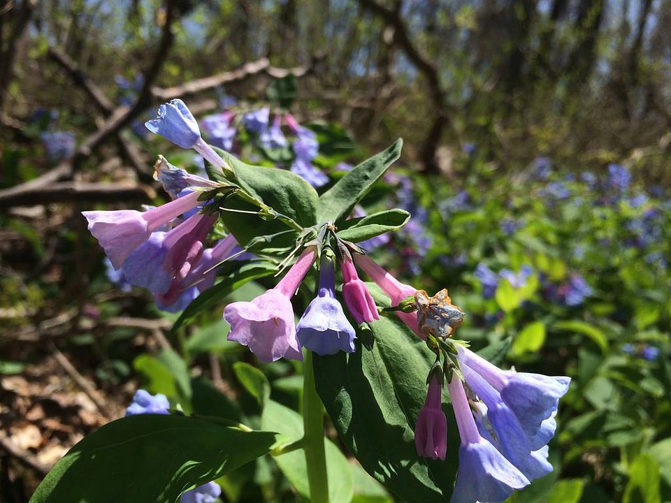 Virginia Bluebells-3