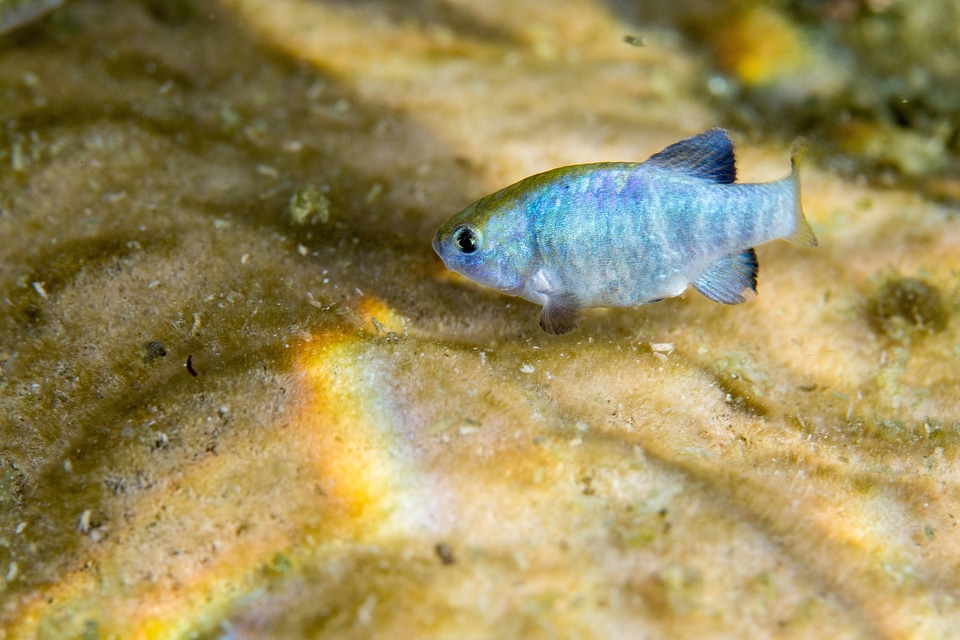Ash Meadows Amargosa pupfish-1