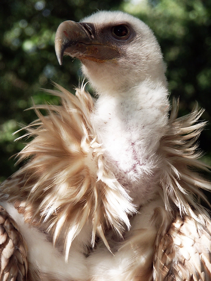 Raptor feathers beak