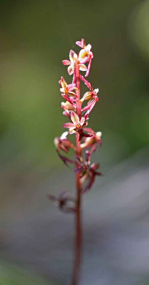 Heart-leaf twayblade 