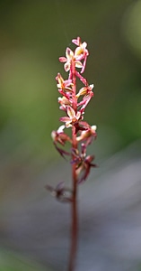 Heart-leaf twayblade 