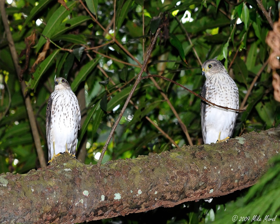 Puerto Rican juvenile sharp-shinned hawks-2
