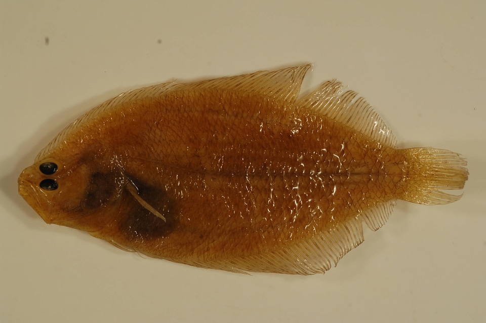 Citharichthys spilopterus