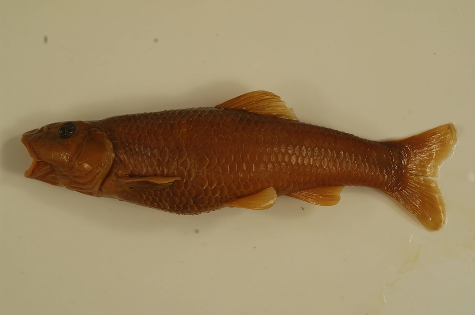 Nocomis micropogon-1