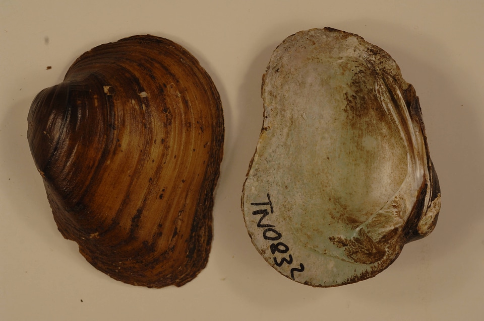 Pleuronaia dolabelloides-1
