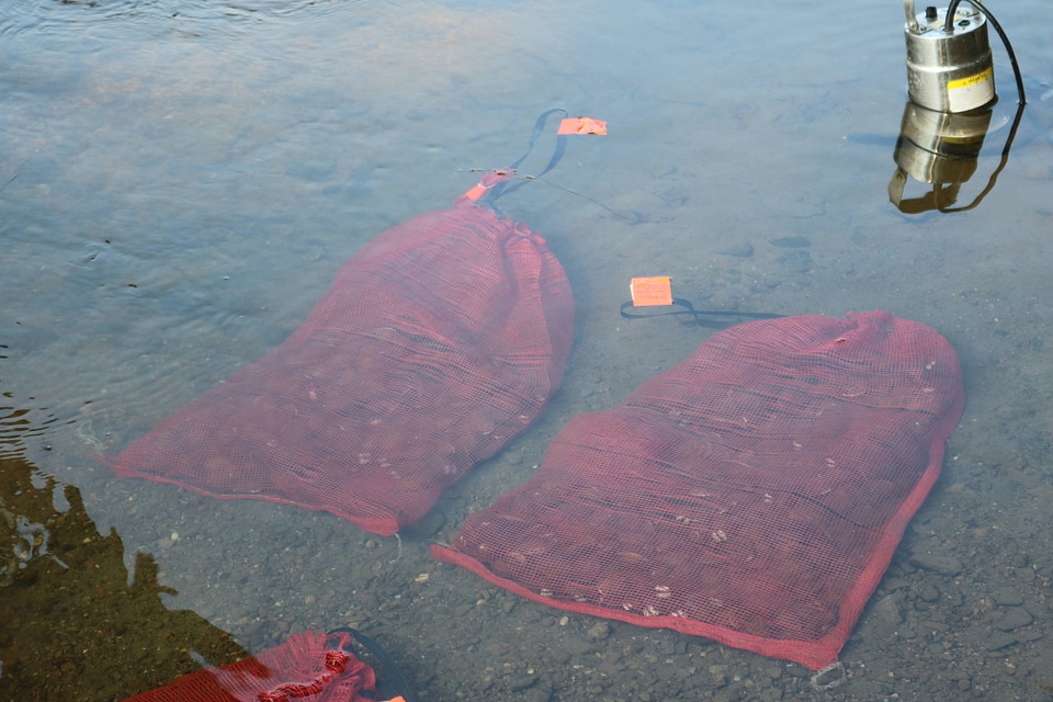 Freshwater mussels in collecting bags