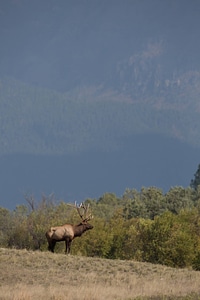 Bull Elk in landscape-1