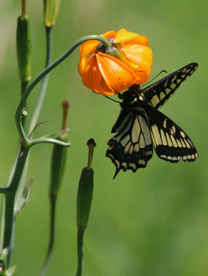 Western tiger swallowtail on flower-1