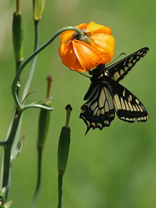 Western tiger swallowtail on flower-1