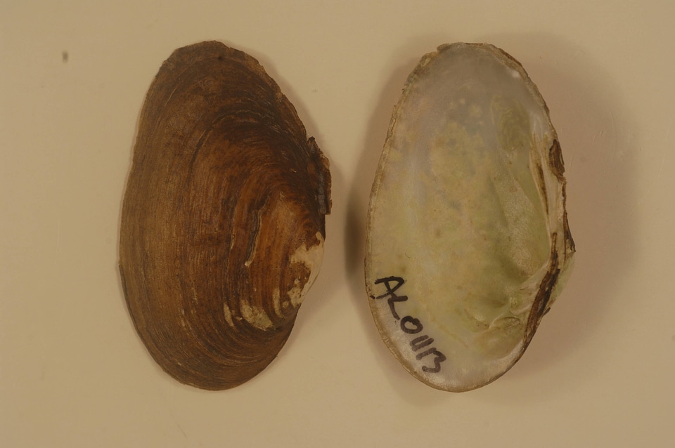 Ptychobranchus foremanianus-1