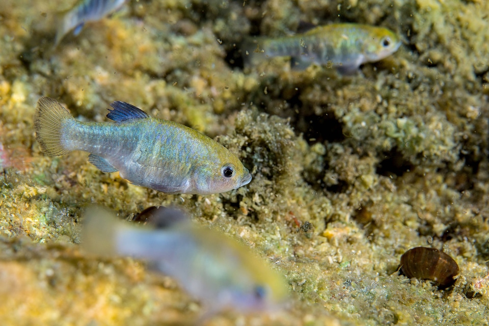 Ash Meadows Amargosa pupfish-1