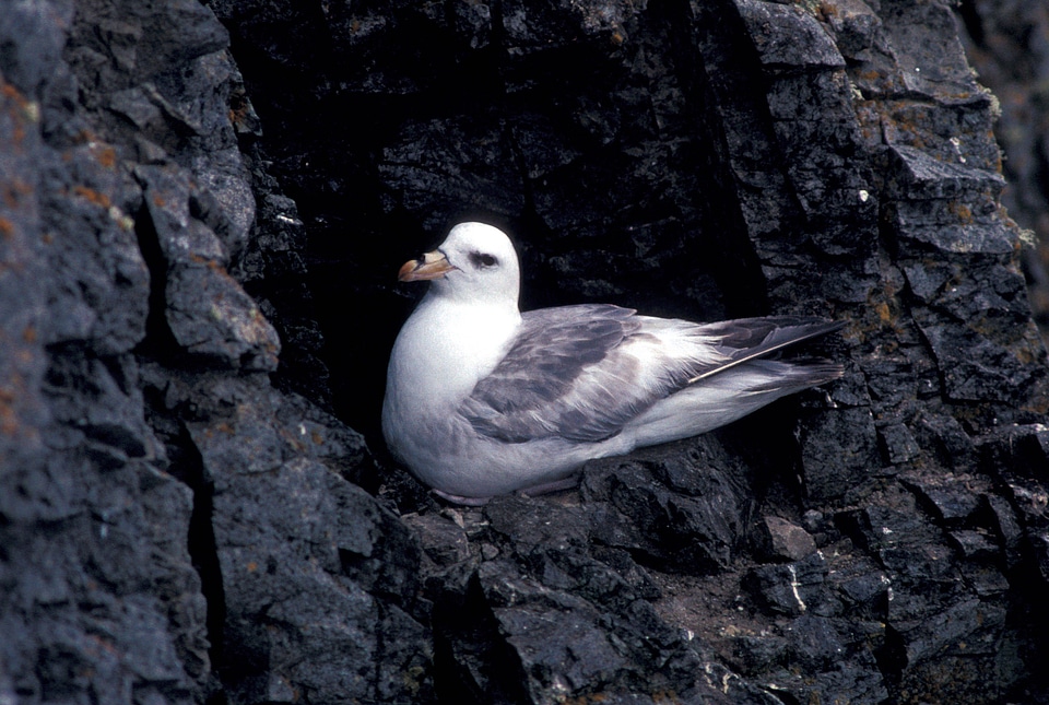 Northern fulmar light phase