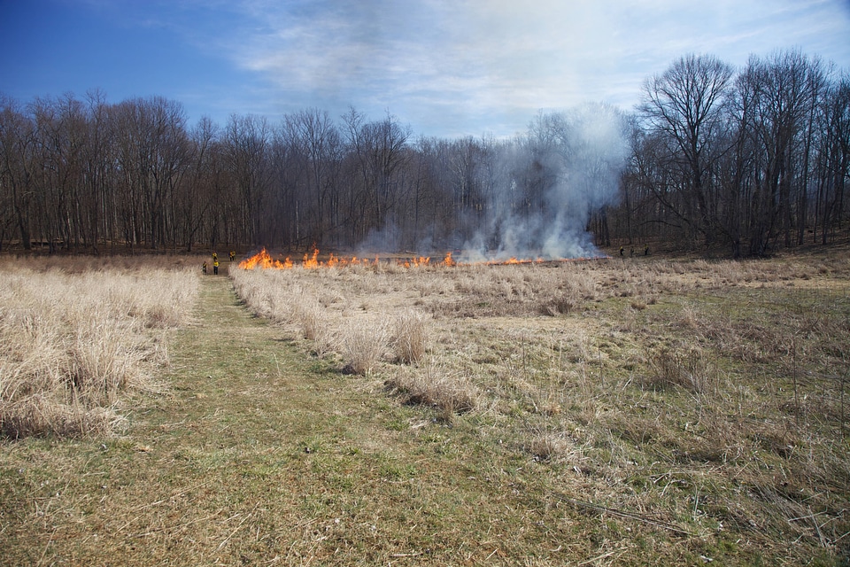Area of prescribed burn