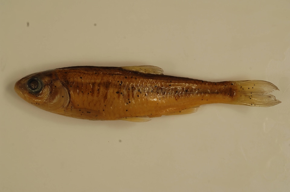 Luxilus chrysocephalus-1