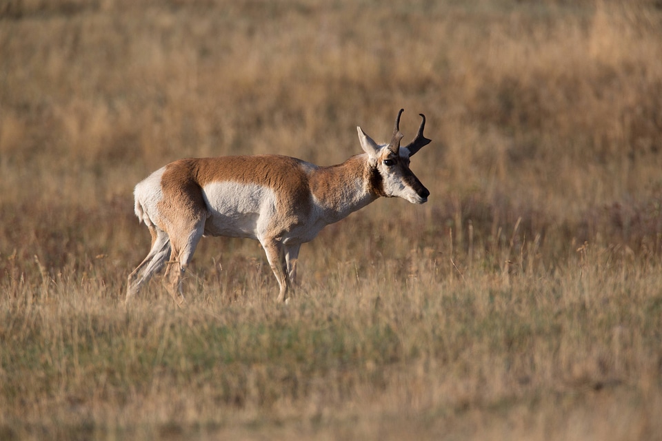 Pronghorn Antelope buck