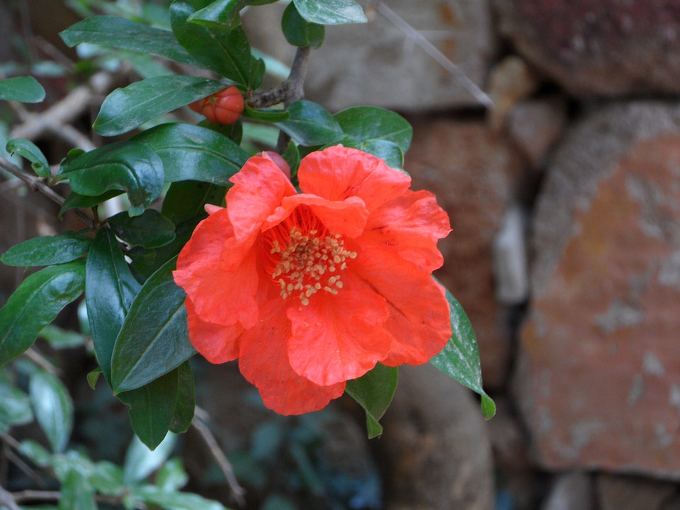 Pomegranate blossom fruit tree red