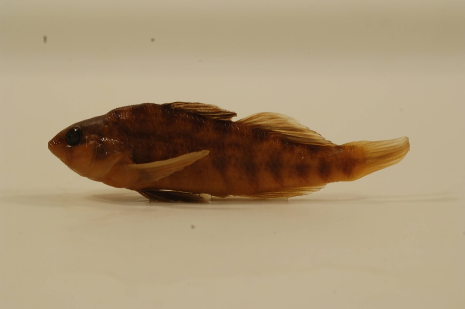 Etheostoma spectabile-4