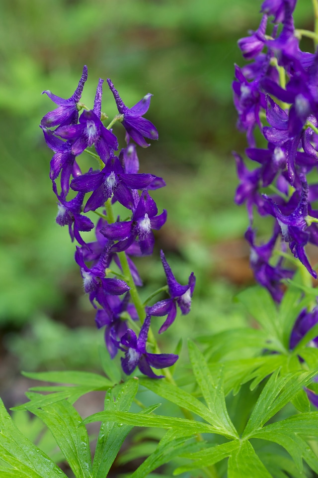 Spring Larkspur-2