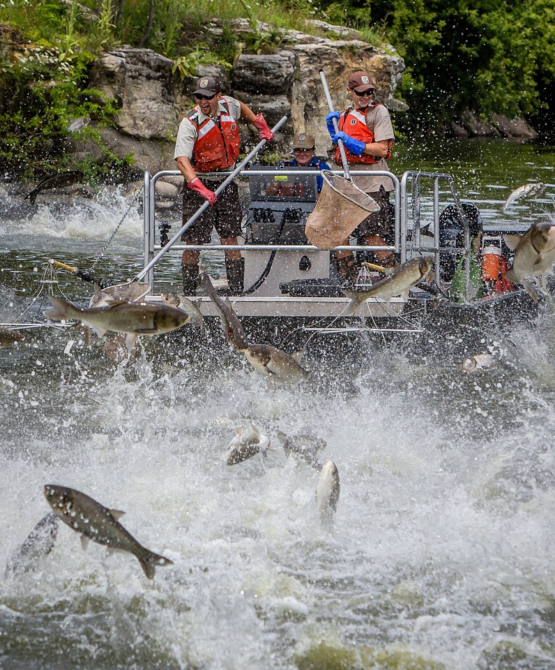 Silver Carp jumping in the Fox River-1
