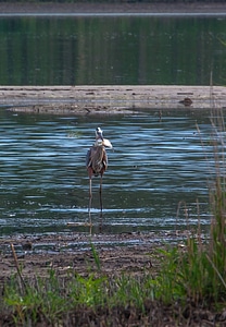Great Blue Heron with fish at Prime Hook NWR wetland-3 photo