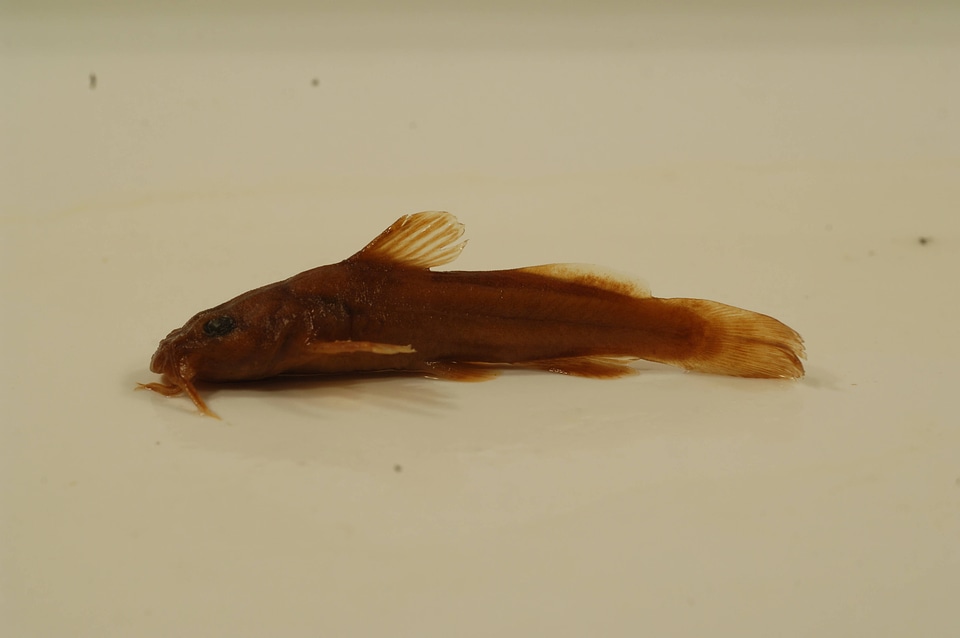 Noturus eleutherus-2