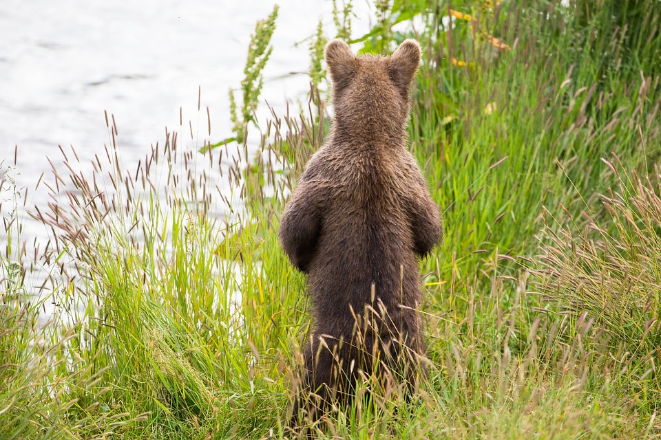 Standing Kodiak brown bear