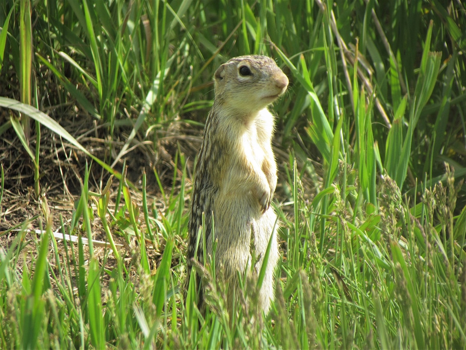 Thirteen-lined Ground Squirrel-1