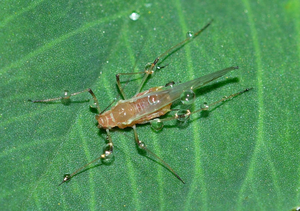 Insects aphid hemiptera