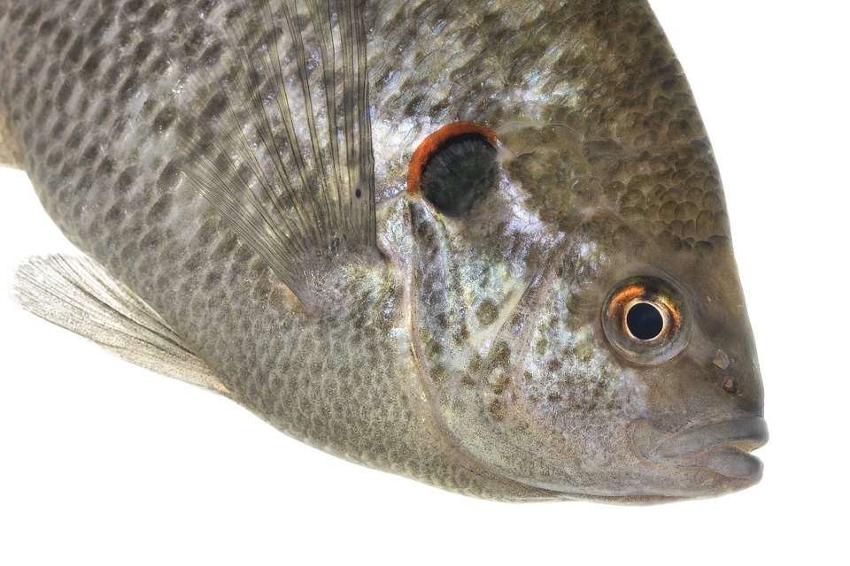 Redear sunfish-4