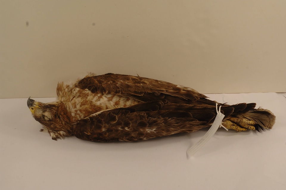 Accipiter cooperii-10