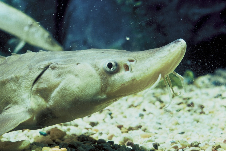 Short-nose Sturgeon