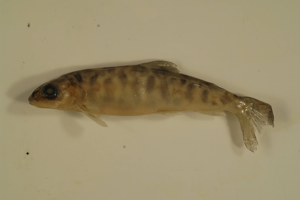 Salvelinus namaycush-2