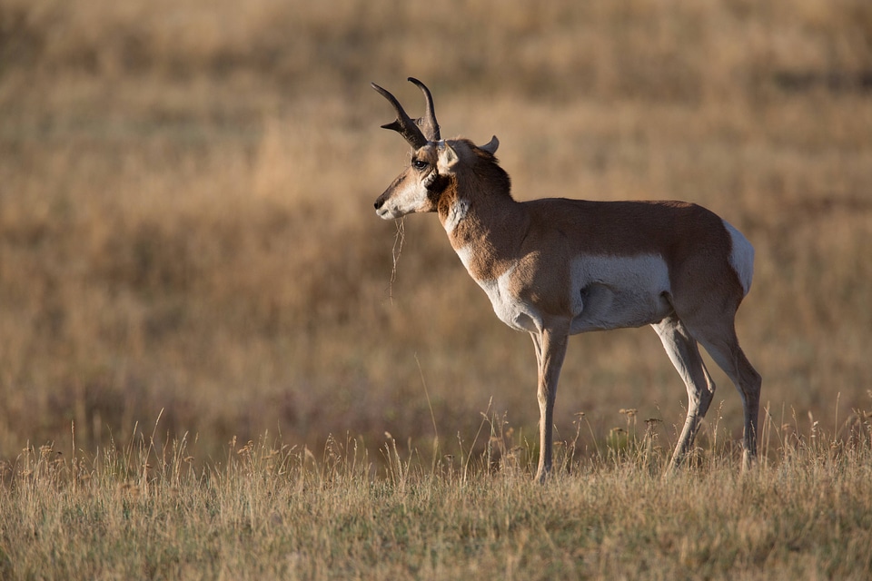 Pronghorn Antelope buck close-up