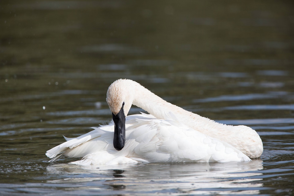 Trumpeter Swan preens feathers