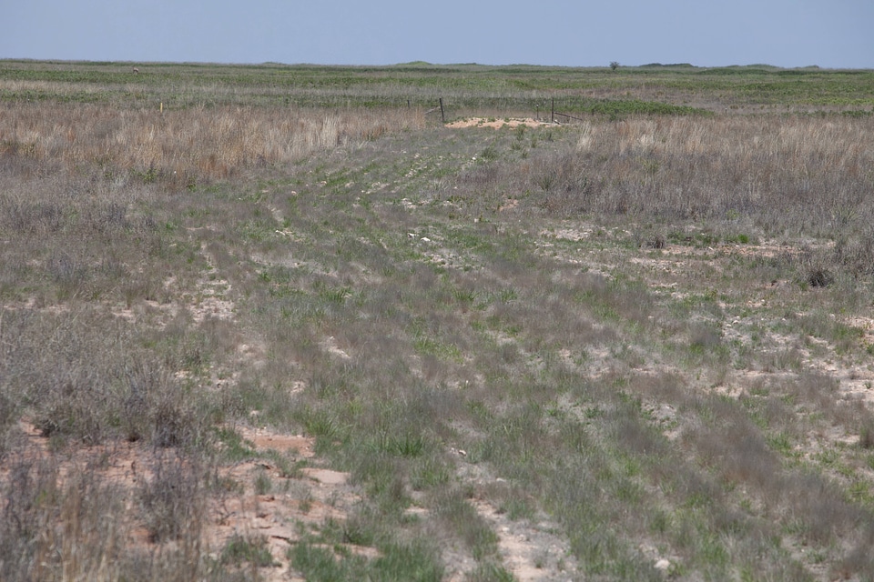 Roads for habitat restoration-1