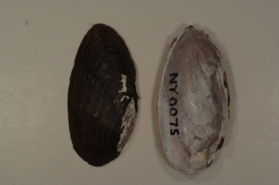 Elliptio dilatata-1