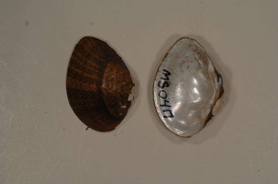 Truncilla donaciformis