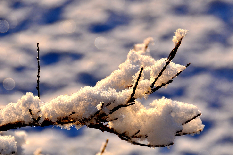 Branch snowy winter mood