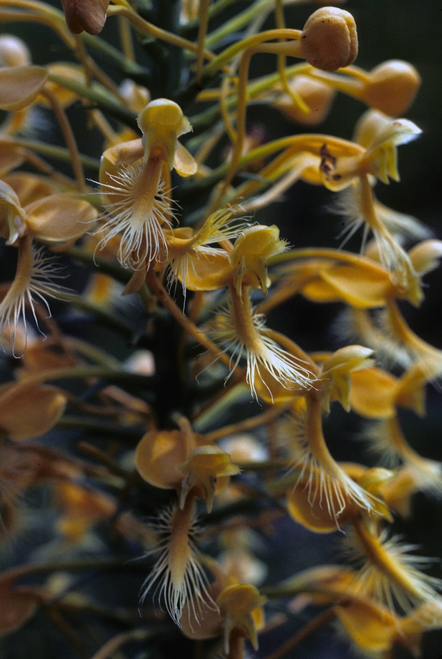 Yellow Fringed Orchid-3