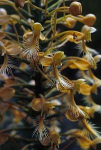 Yellow Fringed Orchid-3