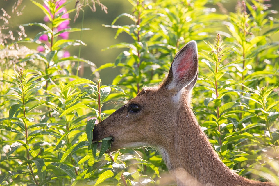 Sitka black-tailed deer-5