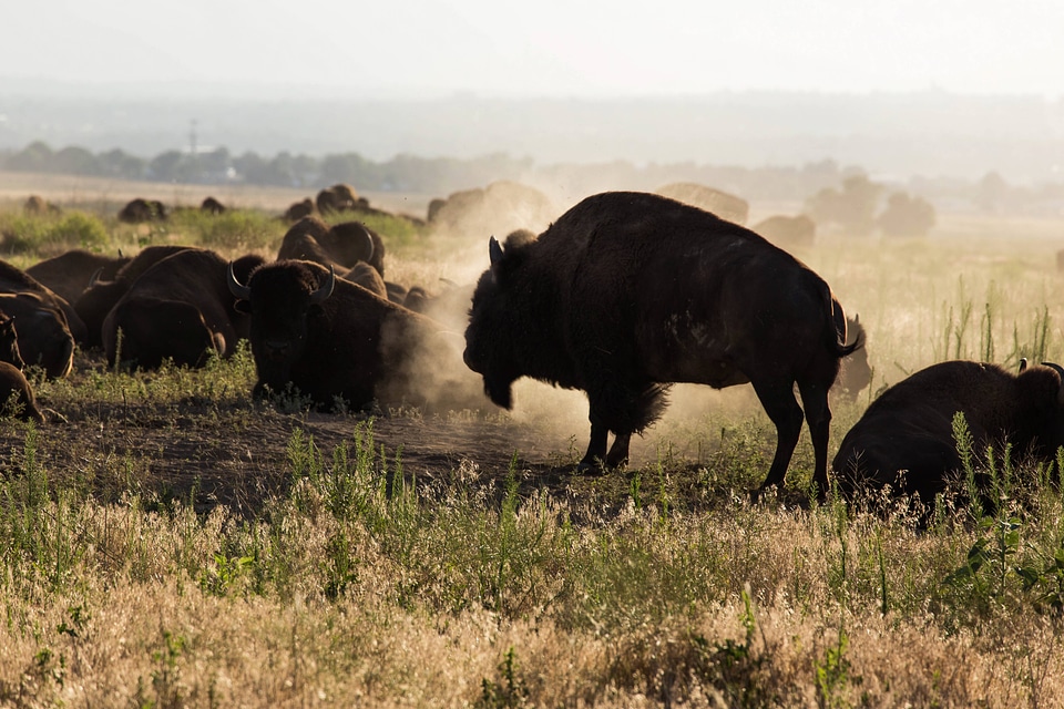American bison in dust