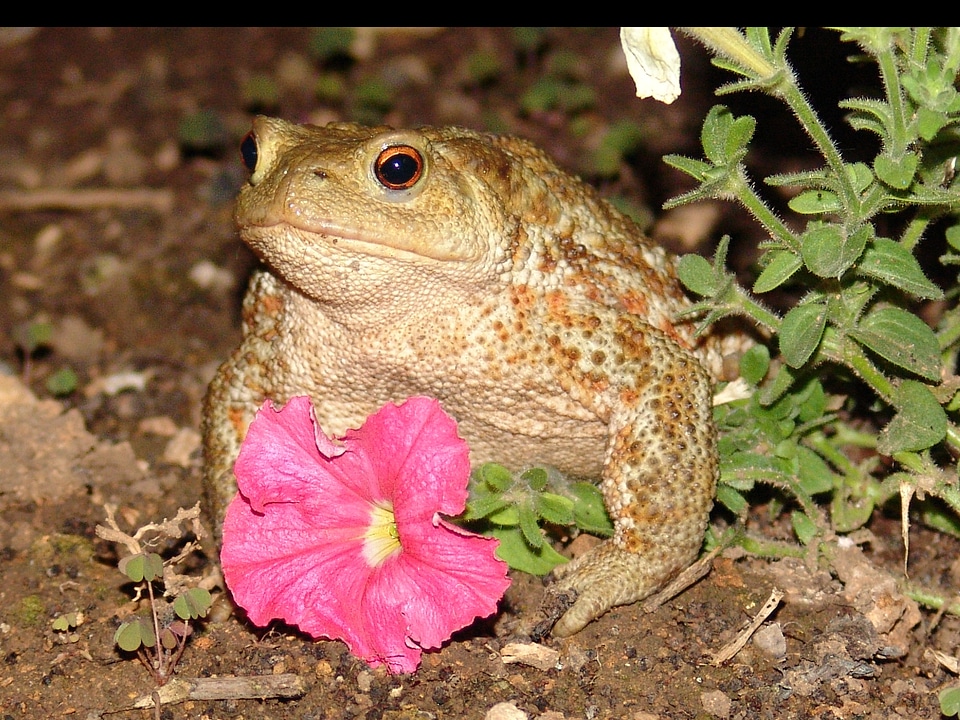 Amphibian animal frog pond