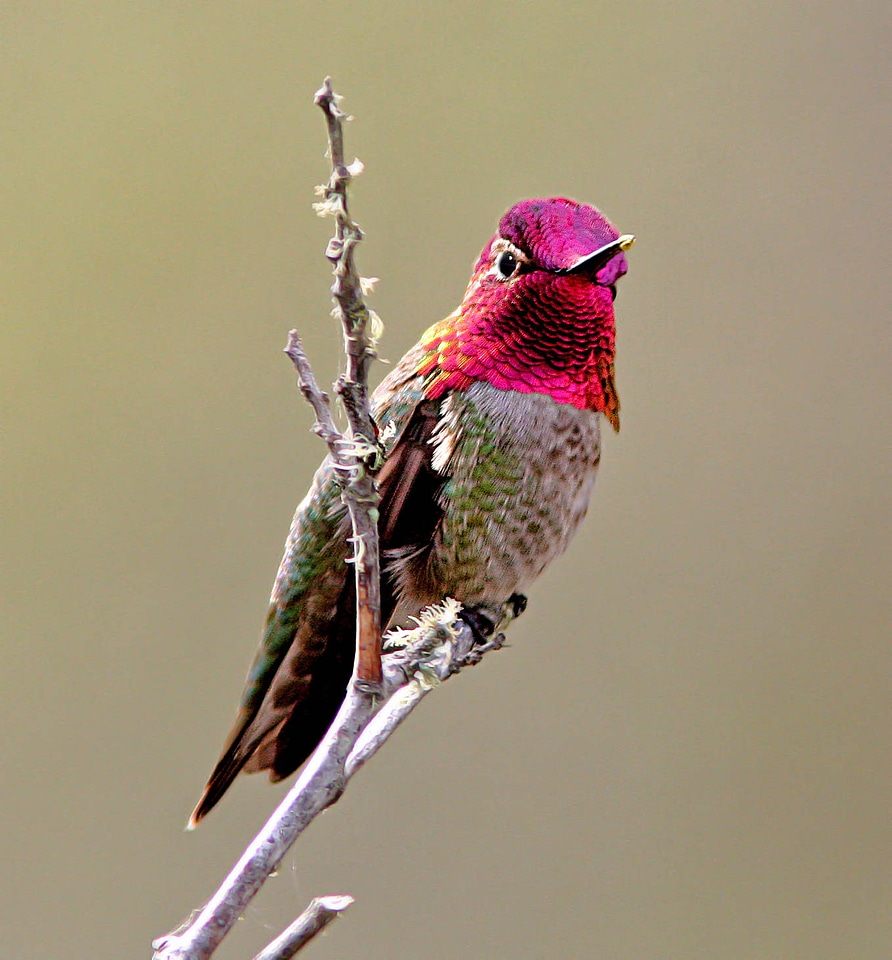 Anna's Hummingbird-3