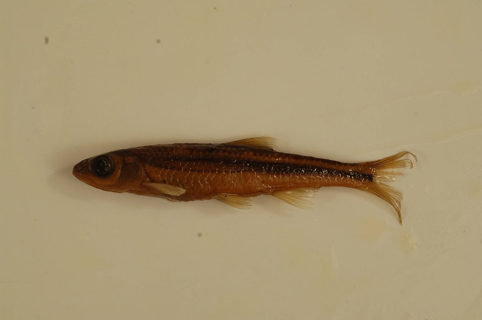 Notropis leuciodus-2