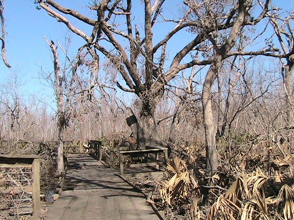Bayou Sauvage Ridge Trail after Hurricane Katrina