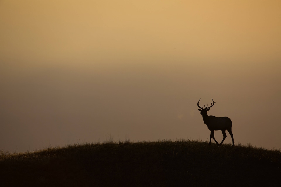 Bull Elk silhouetted against sky