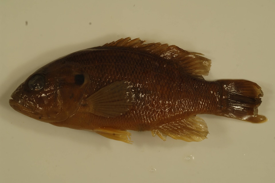 Lepomis cyanellus-1