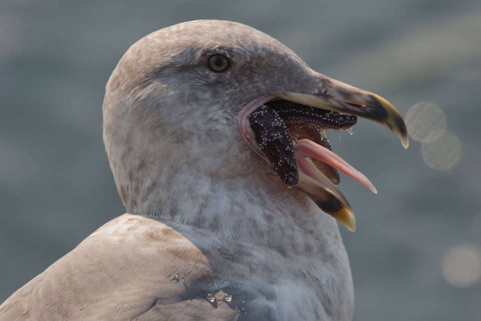 Immature gull with seastar
