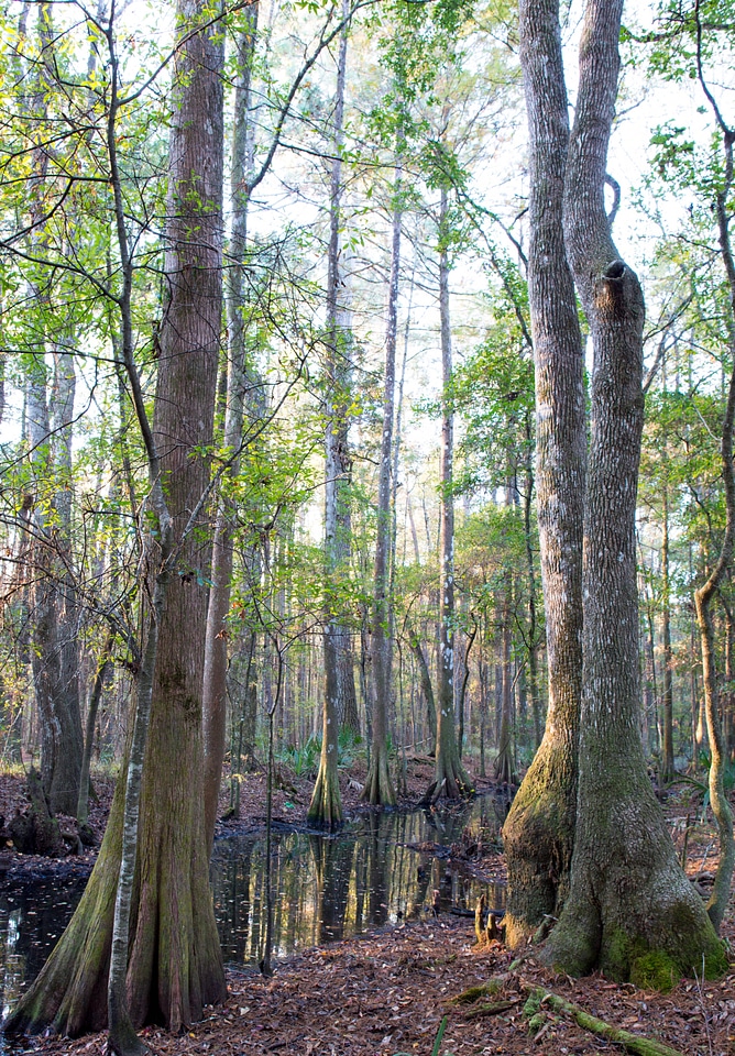 Coastal bottomland forest-1